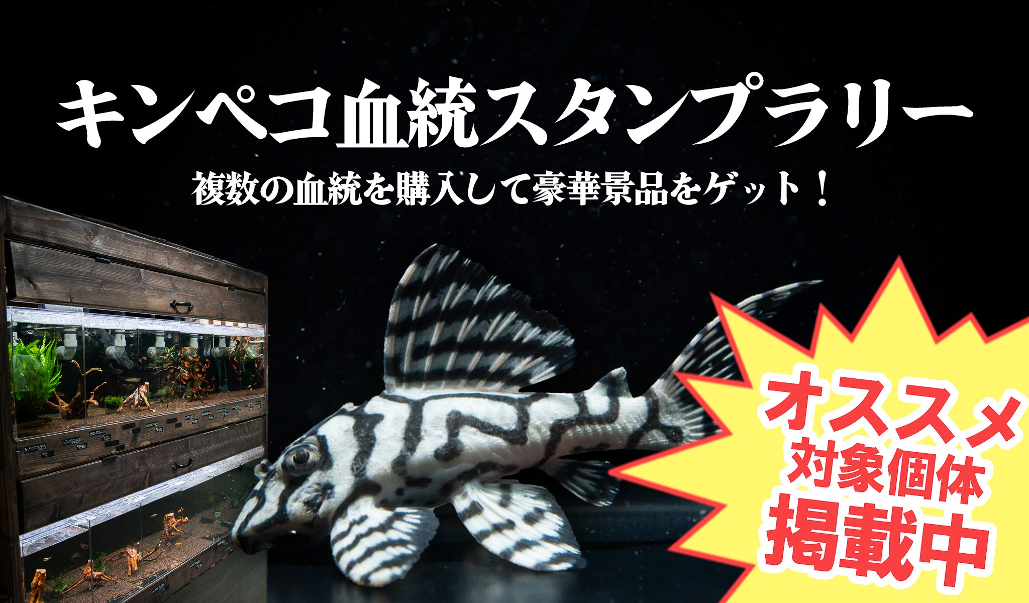 アクアリウムトールマン公式通販サイト 【熱帯魚・海水魚・水草・サンゴ・プレコ・コリドラス】